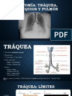 Anatomía Tráquea, Bronquios y Pulmones