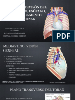 Anatomía Cómo Se Divide El Mediastino, Esófago, Timo, Ligamento Pulmonar