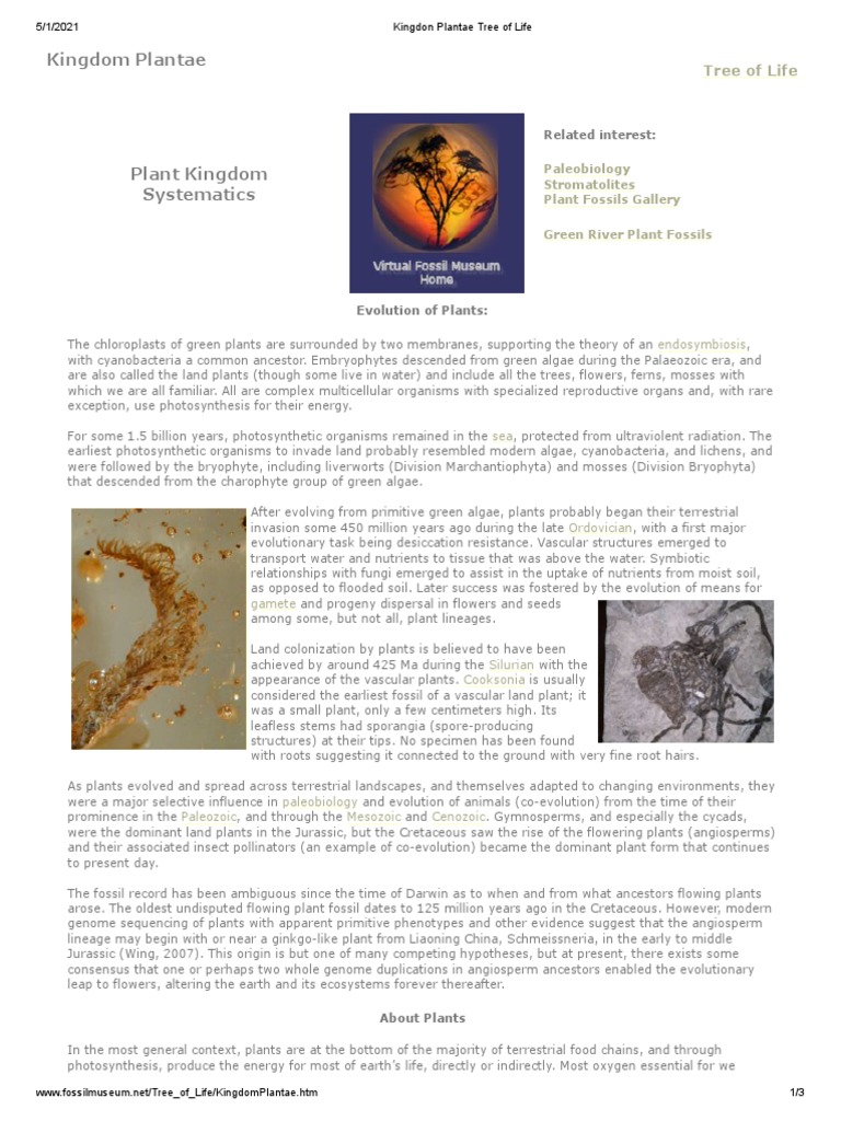 Plant Evolution and Classification Overview | PDF | Plants | Algae