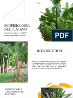 Ecofisiologia Del Banano - Peralta y Lopez