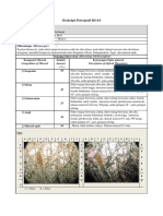 Deskripsi Petrografi RS-44: Compotition of Mineral Amount Description of Optical Mineralogy