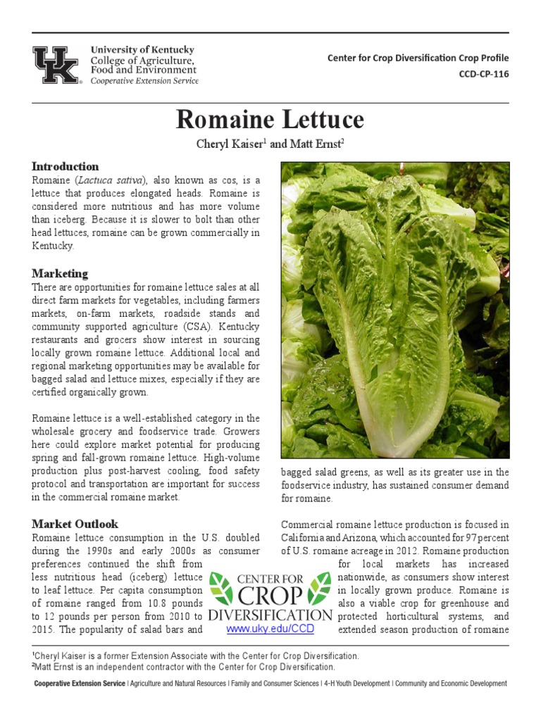 Romaine Lettuce Harvest Size