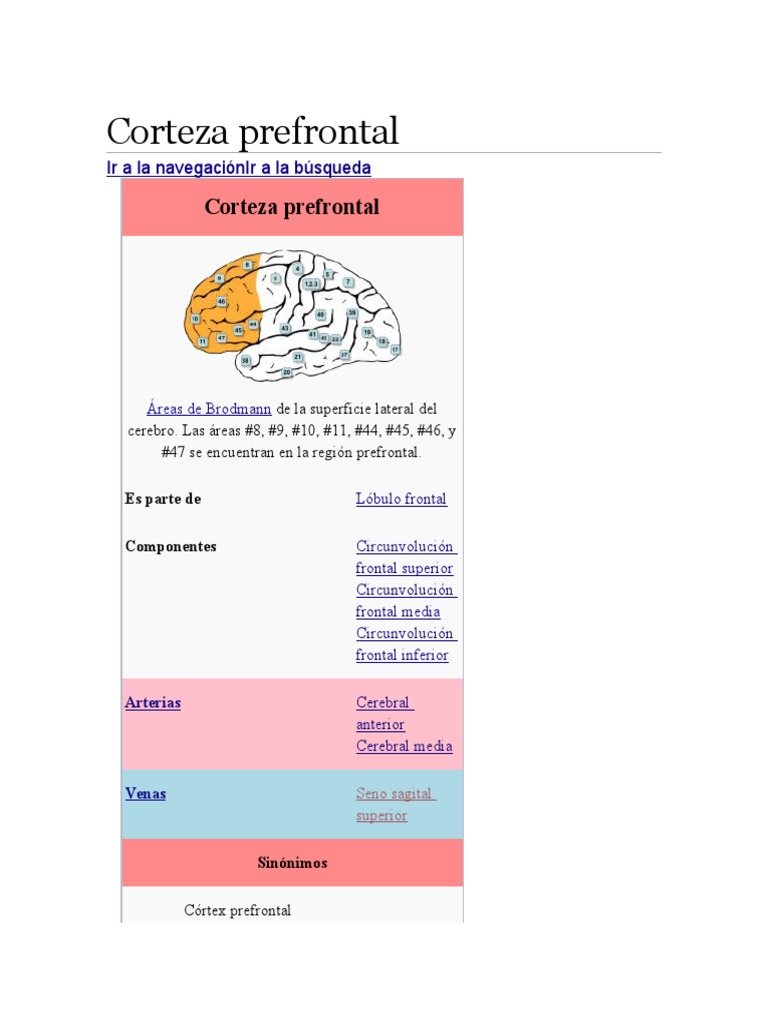 Funciones de la Corteza Prefrontal | PDF | Corteza prefrontal ...