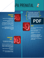 Etapas Prenatal PDF