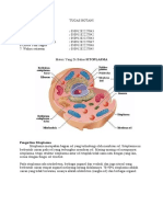 Tugas Botani Kelompok 8 Sitoplasma
