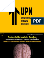 El cerebro y sus partes clave