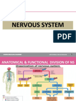 Anatomy and Functions of the Nervous System