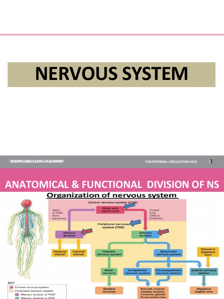 Anatomy and Functions of the Nervous System | PDF | Synapse | Nervous ...