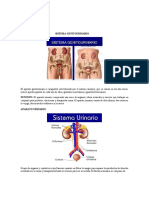 Sistema Genitourinario