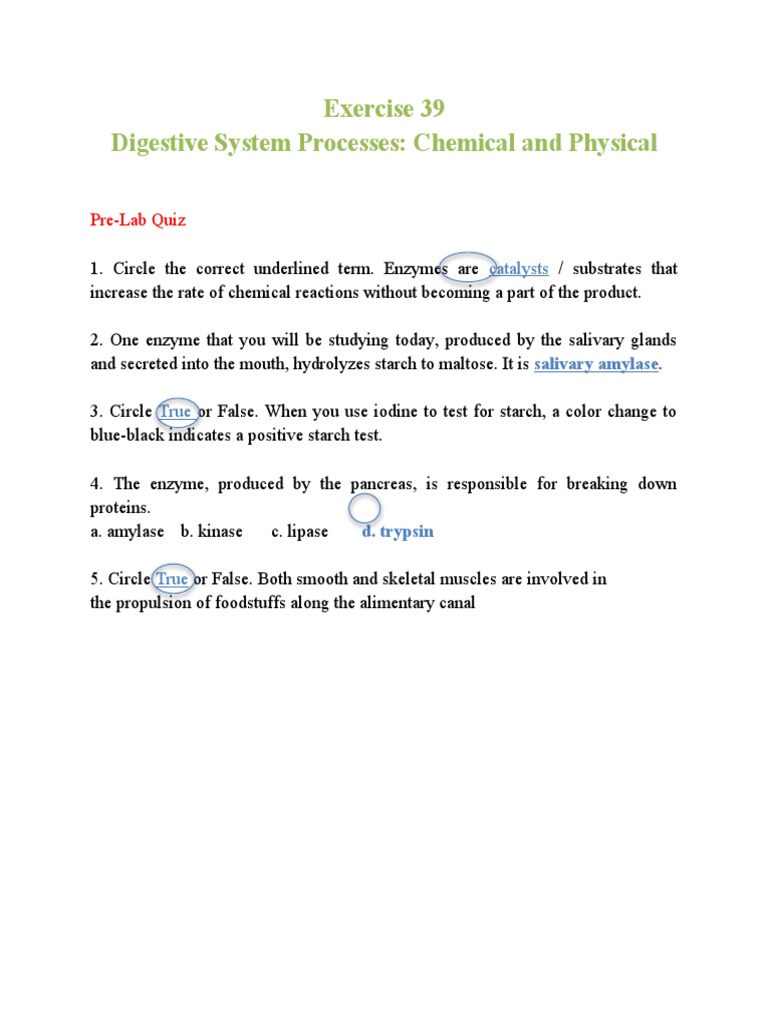 39 Answer PDF Human Digestive System Digestion
