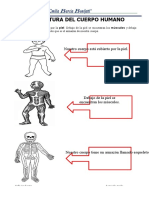 El Sistema Oseo Segundo