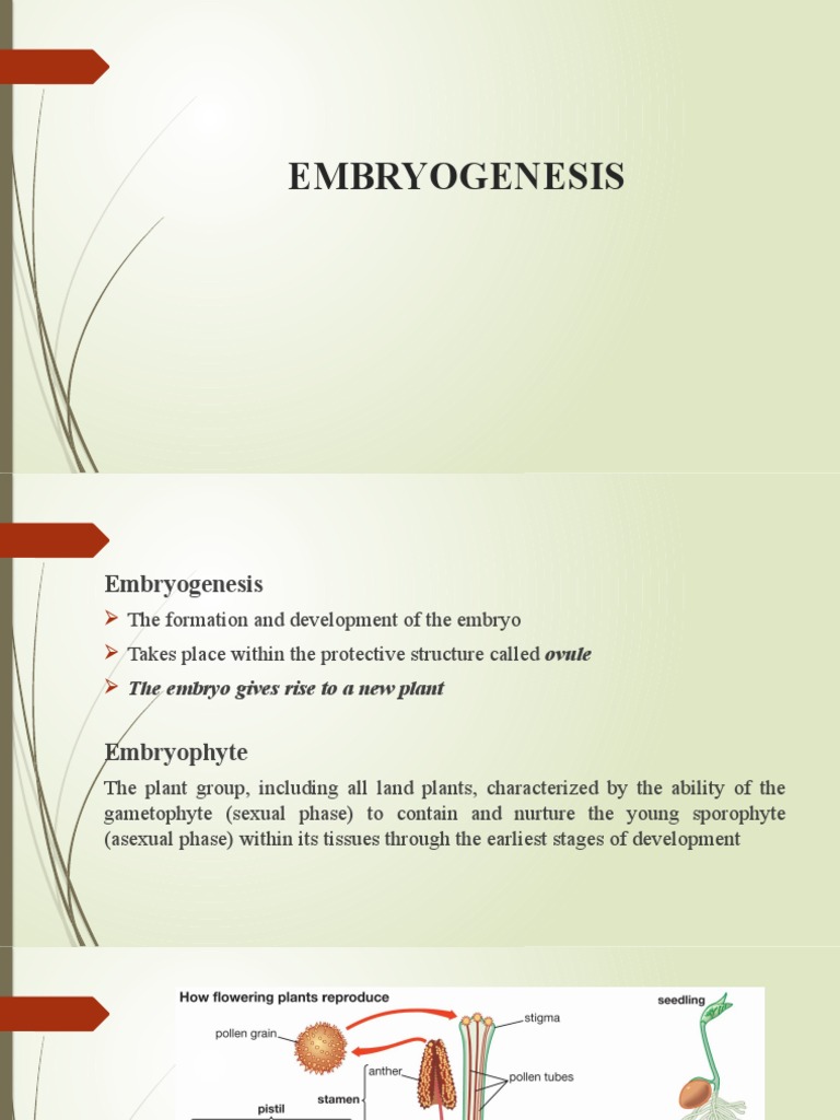 Human Embryogenesis Pdf , Epigenetic regulation of early human embryo ...