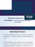 Dos Órgãos Reprodutores e Suas Funções