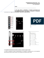 Eletroforese de DNA - Exercícios sobre técnicas de biologia molecular