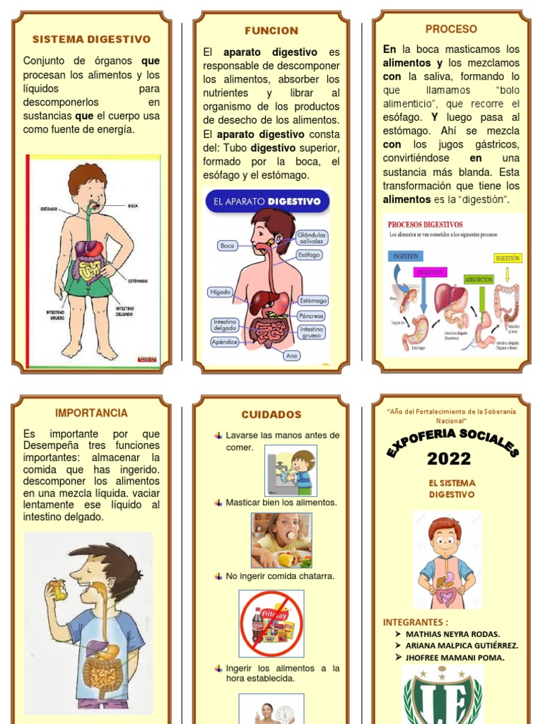 Tríptico sobre el Sistema Digestivo | PDF