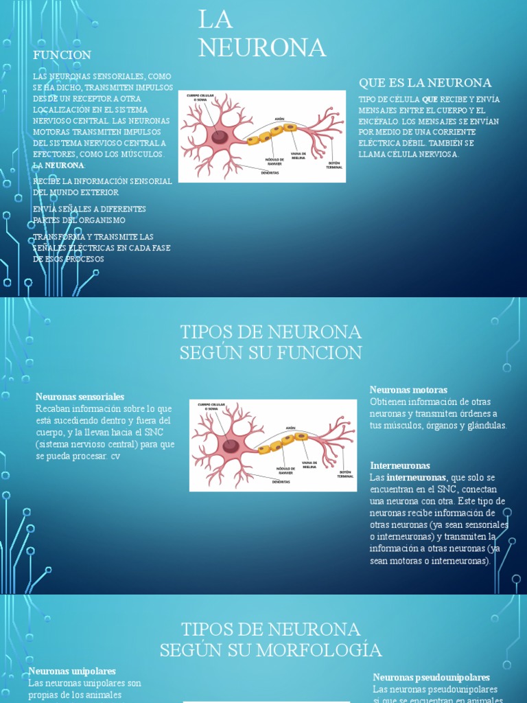 Tipos y funciones de las neuronas | PDF | Neurona | Sistema nervioso