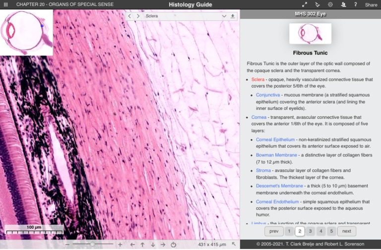 Eye Organs of Special Sense | PDF | Cornea | Human Eye