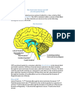 The Ventricular System and CSF (Cerebrospinal Fluid)