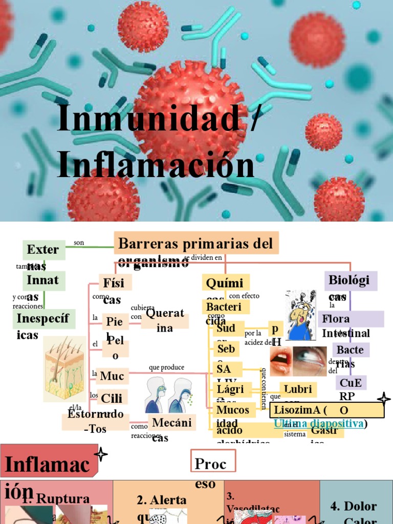 Inmunidad Inflamación | PDF | Linfocitos | Sistema linfático