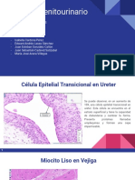 Histologia Riñón y Vías Urinarias