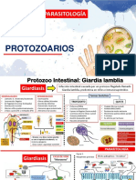 Protozoarios Intestinales
