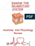 Assessing The Integumentary System