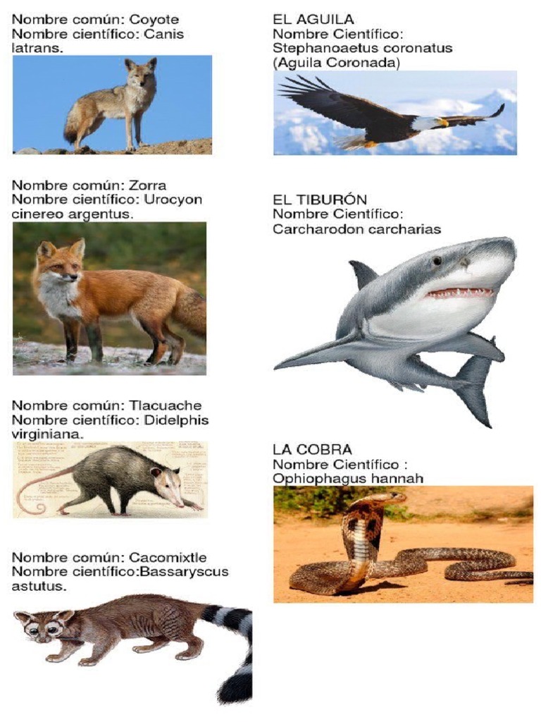 Animales Con Sus Nombres Cientificos | PDF