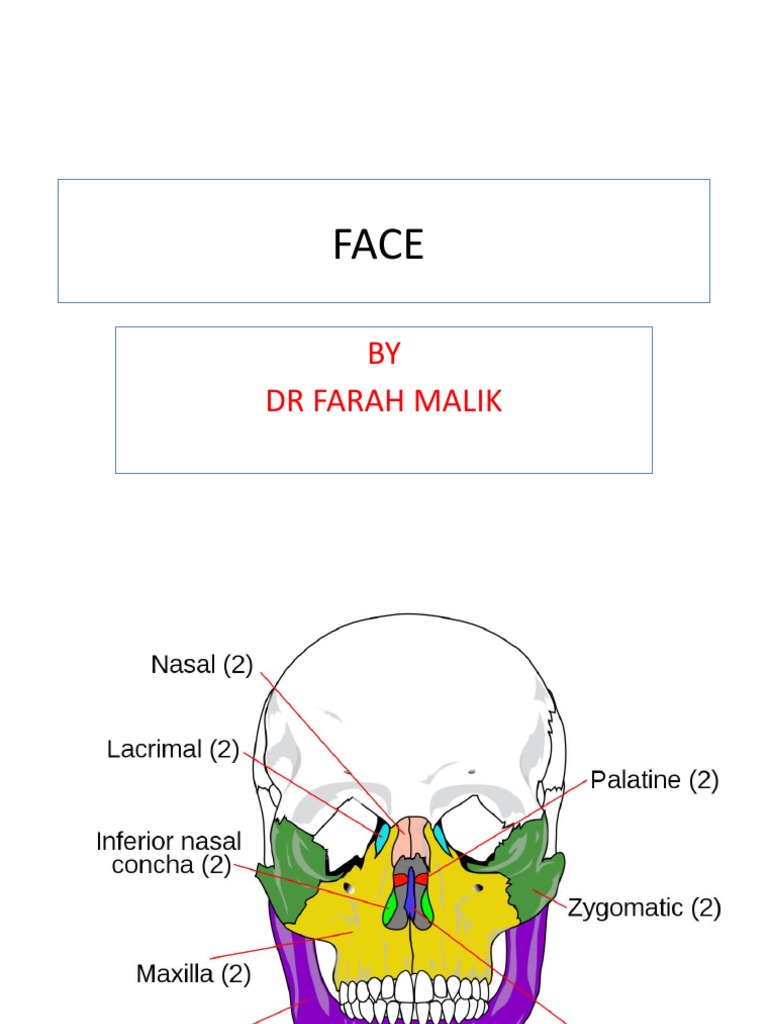 Face Anatomy PDF Human Nose Human Head And Neck