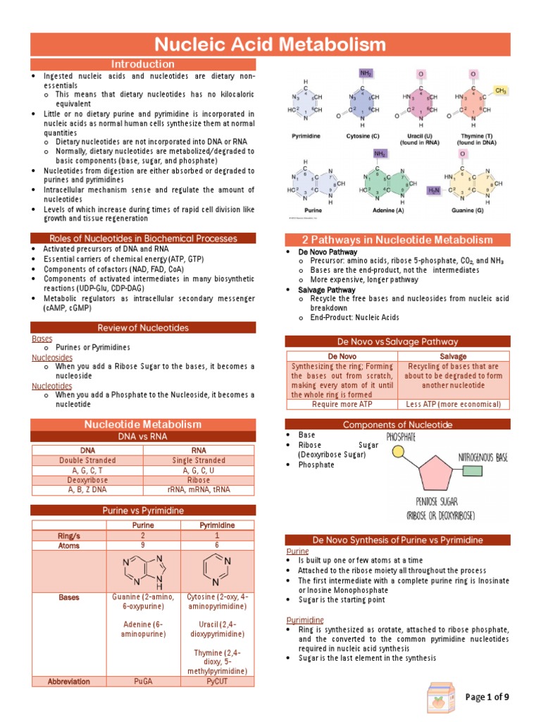 Nucleic Acid Metabolism Overview | PDF | Nucleotides | Biosynthesis