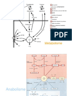 T4 - Anabolisme Heteròtrof