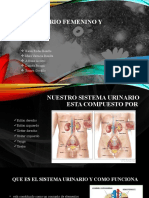 Sistema Urinario Femenino y Masculino Anatomia