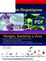 Bacterias Fitopatógenas