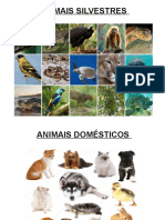 Animais Silvestres e Domésticos: Diferenças e Espécies em Risco