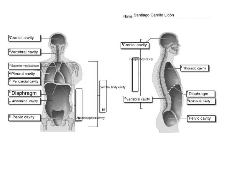 Body Cavity | PDF
