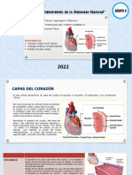 GRUPO (2) - Funcionamiento Del Corazón - Endocardio, Miocardio, Epicardio