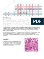 Practica III. Tejido Epitelial