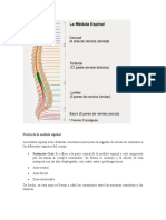 E) Partes de La Médula Espinal