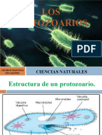 Los Protozoarios