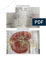 Imágenes Anatomía Renal Estudio