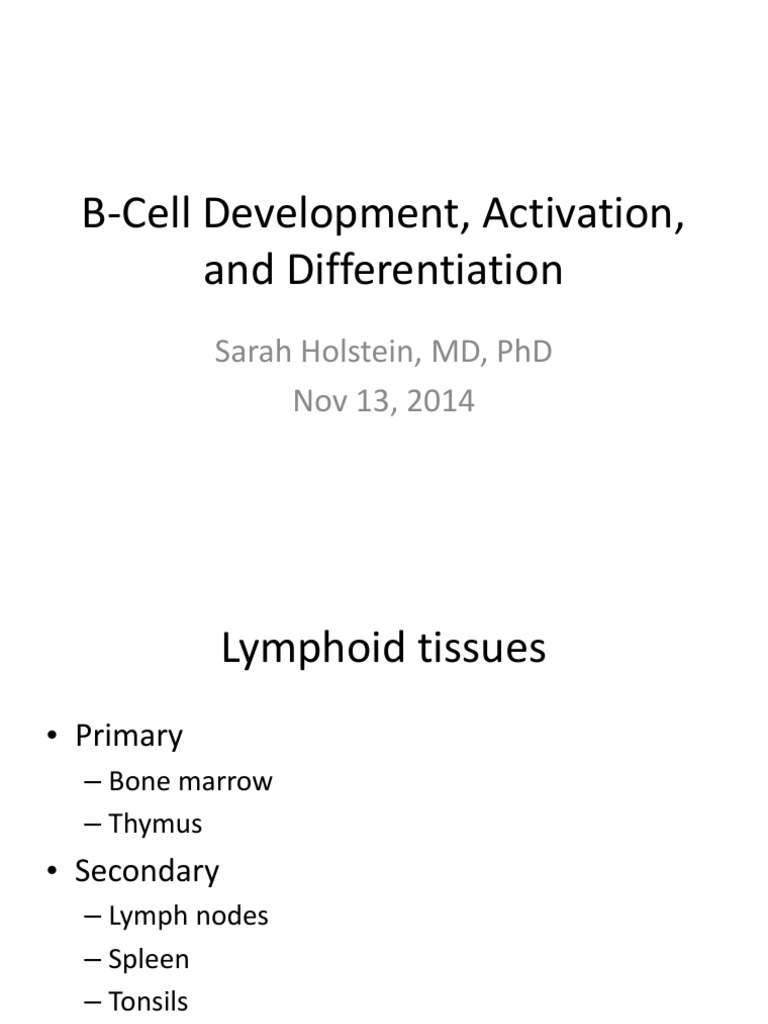 B-Cell Development Overview | PDF | B Cell | Antibody