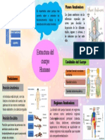 Estructura Del Cuerpo Humano