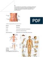 Anatomía de Superficie