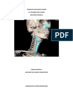 Anatomía Del Aparato Respiratorio