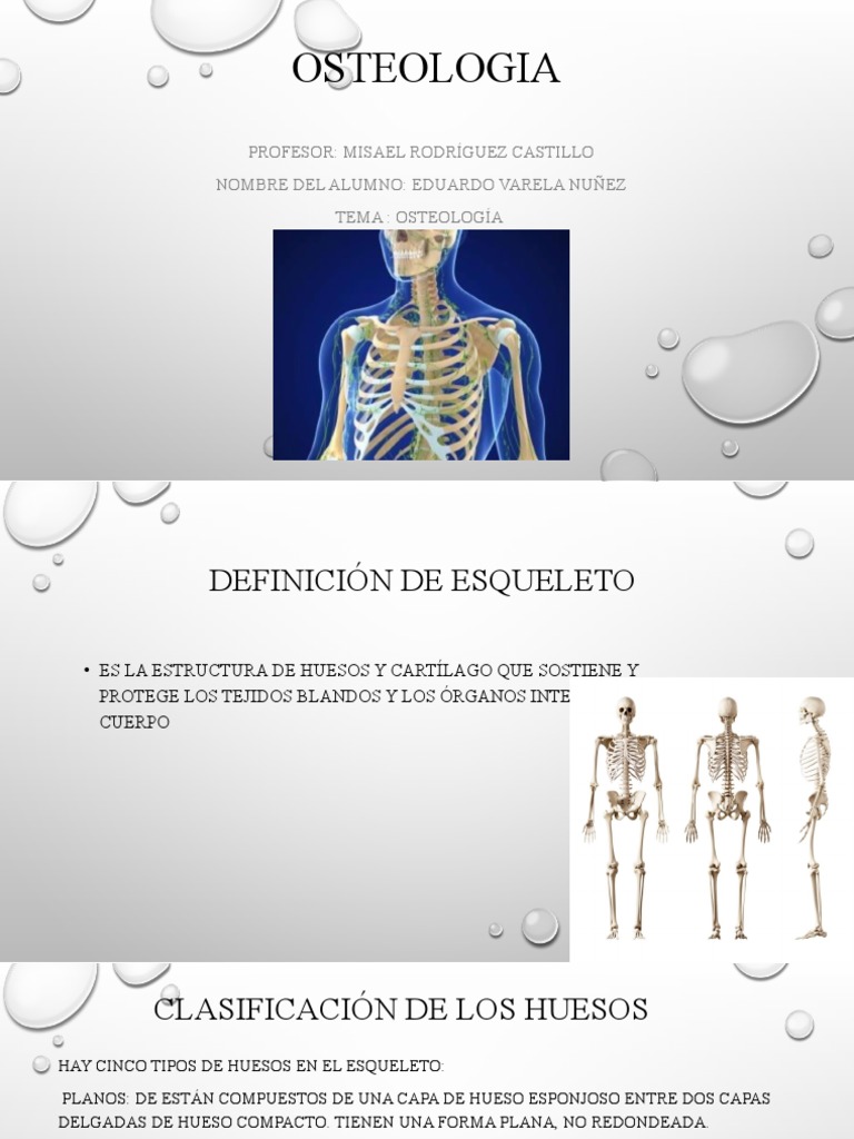 Clasificación de los Huesos en Osteología | PDF | Hueso | Esqueleto