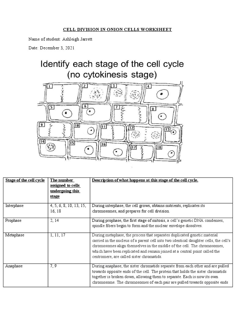 Cell Division in Onion Cells Worksheet | PDF