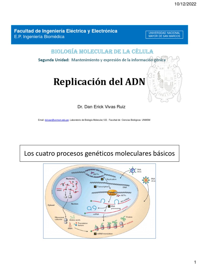 Etapas de la Replicación del ADN | PDF | Replicación De Adn | Adn