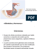 Glandulas y Hormonas