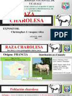 Exposicion Del Charolais