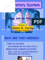 Respiratory System