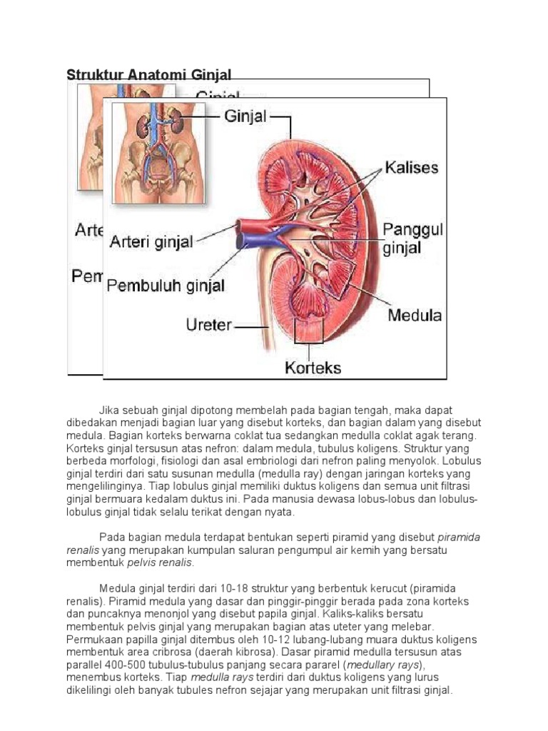 Struktur Anatomi Ginjal PDF